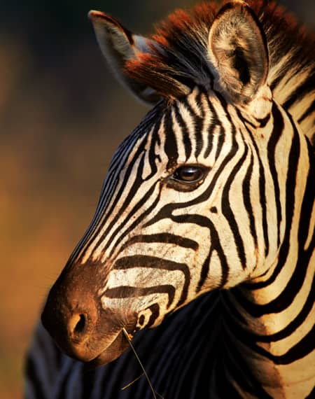 Bande de Caprivi Namibie