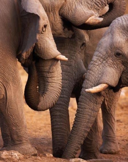 Parc Amboseli Kenya