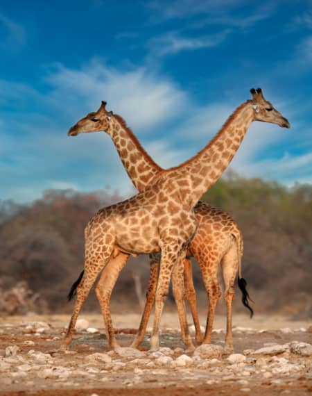 Parc Etosha Namibie 