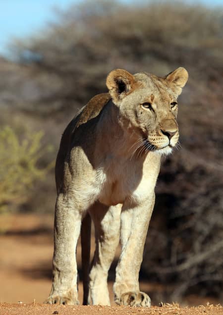 Parc National Amboseli