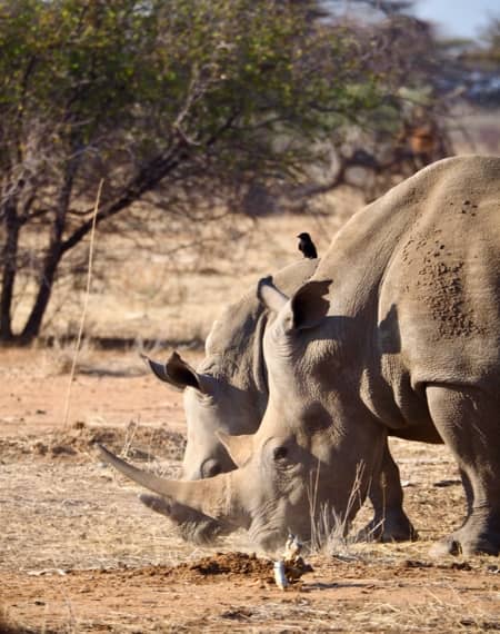 Parc Tsavo