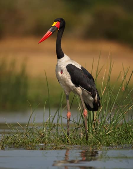 Divundu Namibie