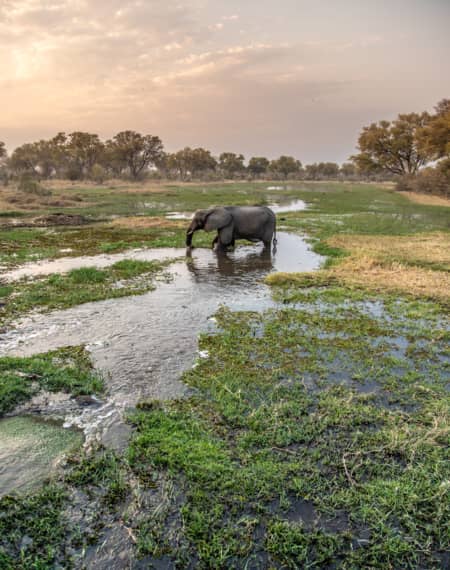 Parc Chobe Botswana