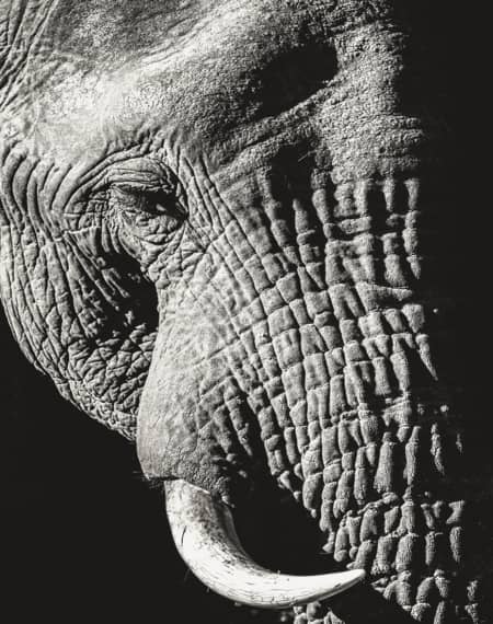 Addo Elephant Park