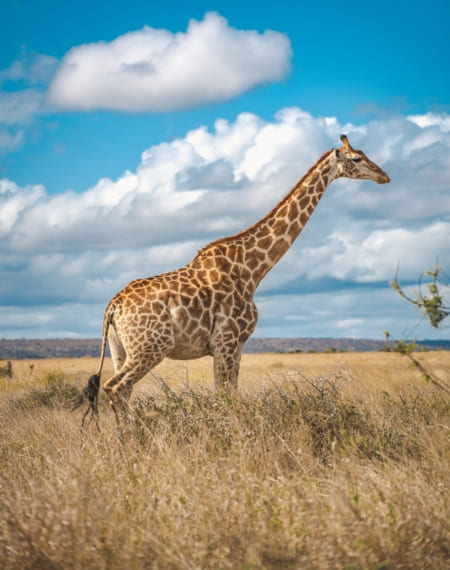 Le parc Kruger 