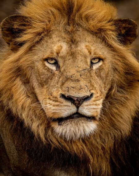 Parc National Kruger 