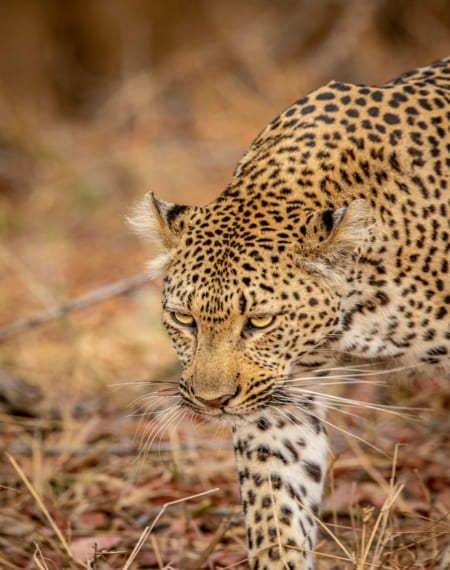 La réserve de Sabi Sands 