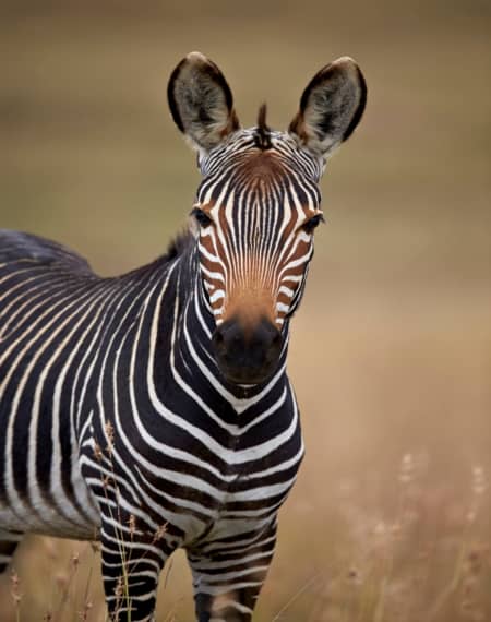 Le Parc Pilanesberg 