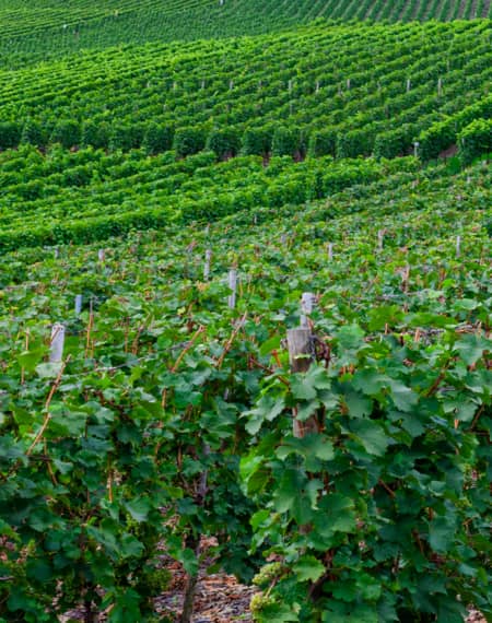 Route des Vins