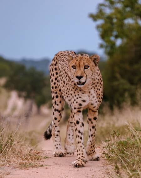 Parc National Kruger