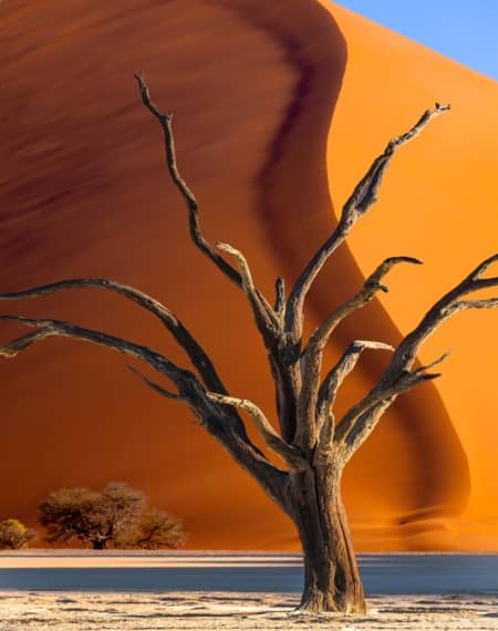Acacias fossilisés Namibie