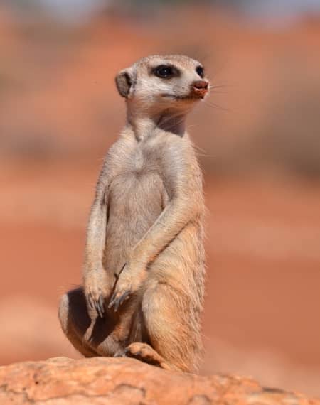 meilleure période pour Namibie