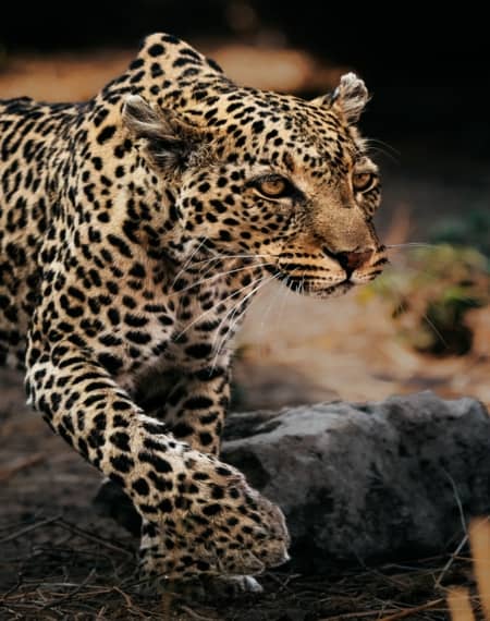 safari Namibie