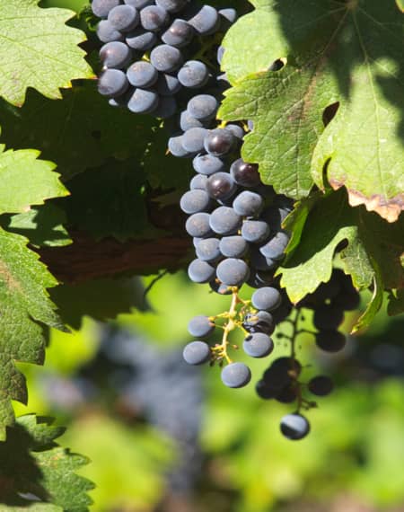 vignobles Afrique du Sud 