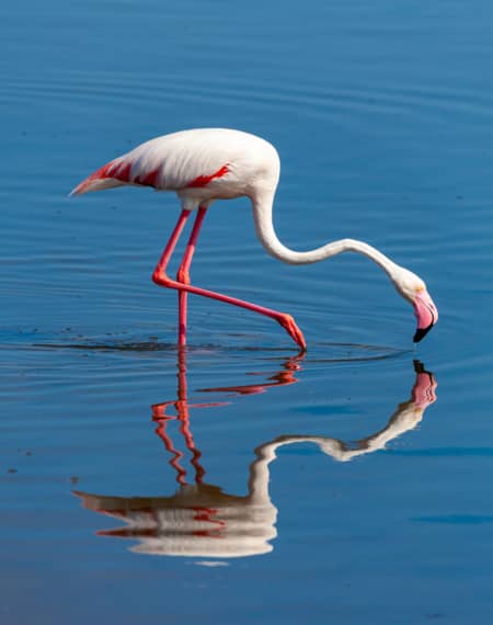 basse saison Namibie