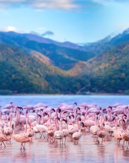 Lac Nakuru Kenya