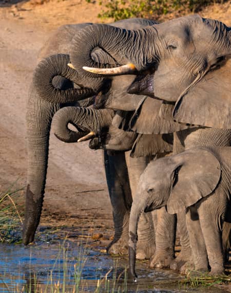 meilleure période pour Botswana