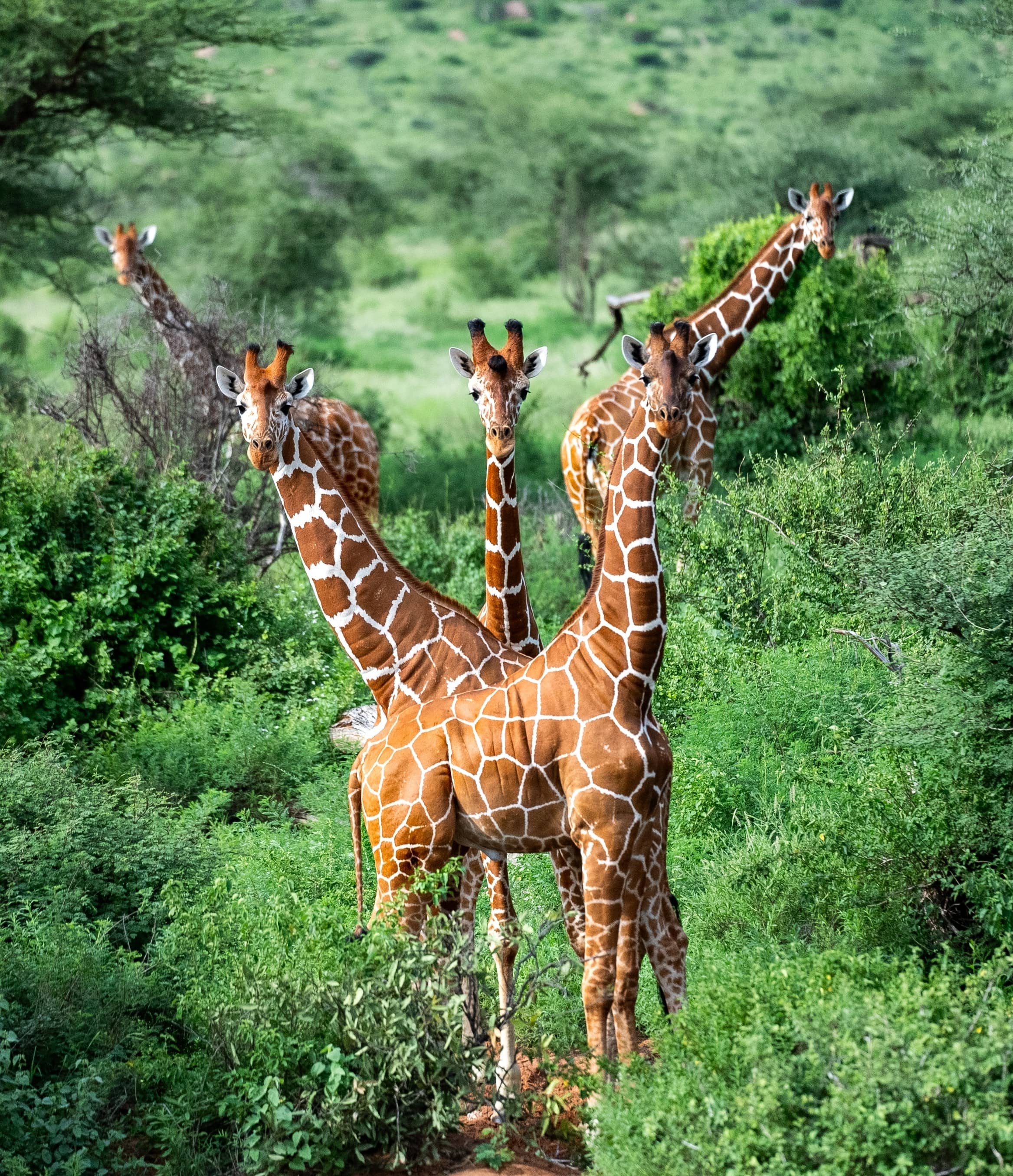 Samburu Kenya 