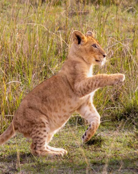 Parc Tsavo