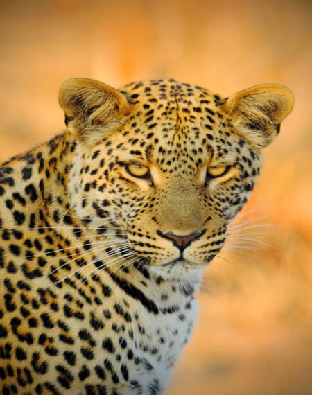 prédateurs au Botswana période 