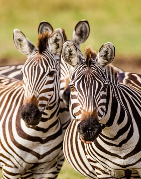 Parc Tsavo Est 