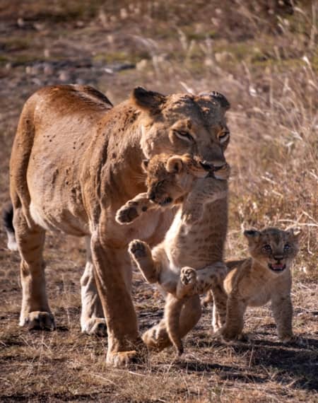 Parc de Tsavo Kenya