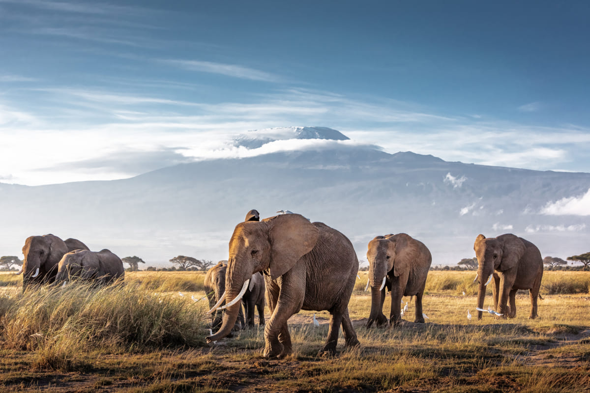 Parcs au Kenya
