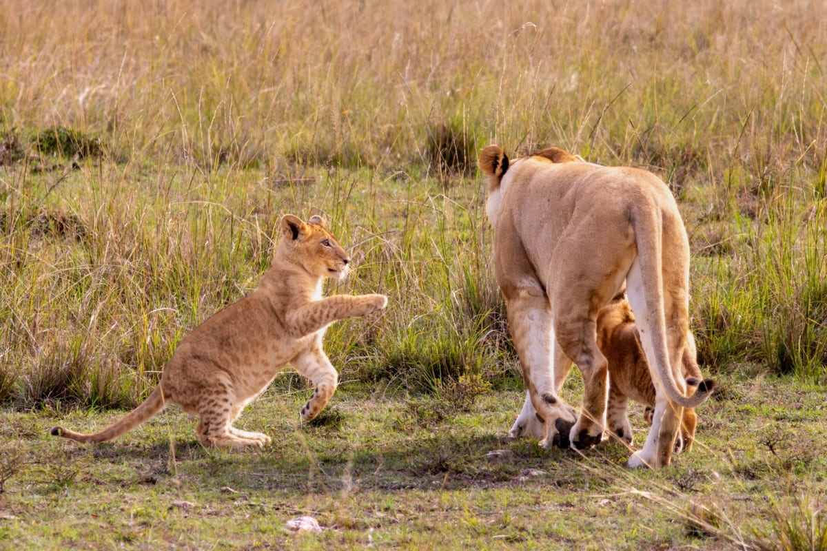 Sous le ciel des lions