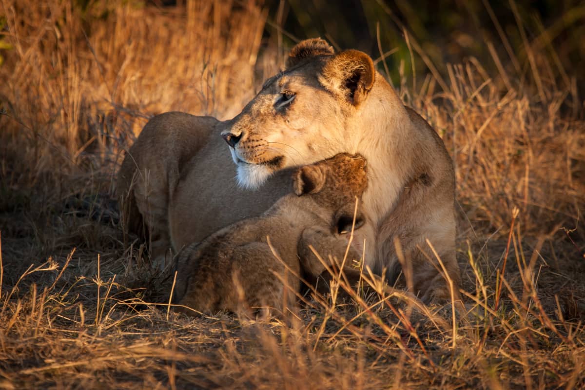 Parcs en Afrique du Sud