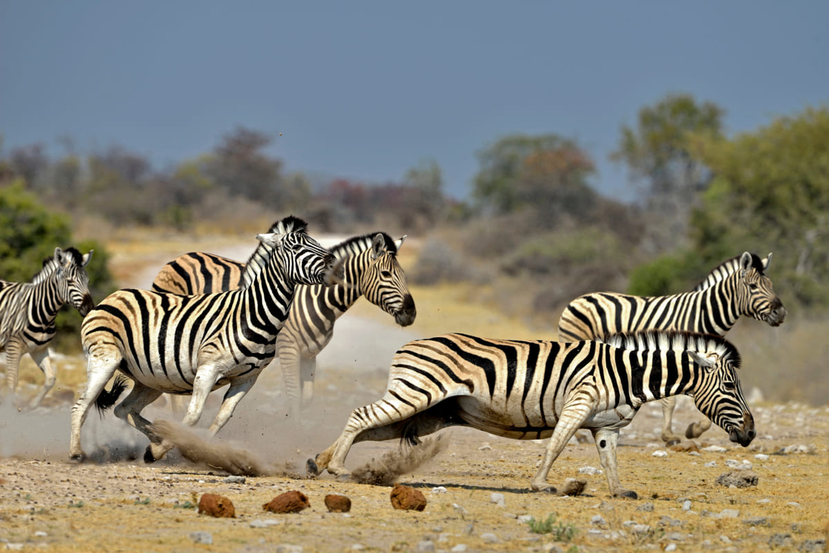 Hautes Terres kenyanes