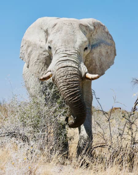 Parc d'Etosha Namibie