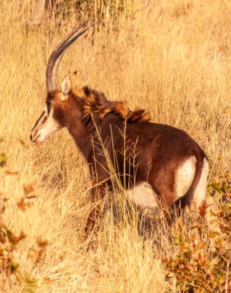 Le parc national de Tarangire