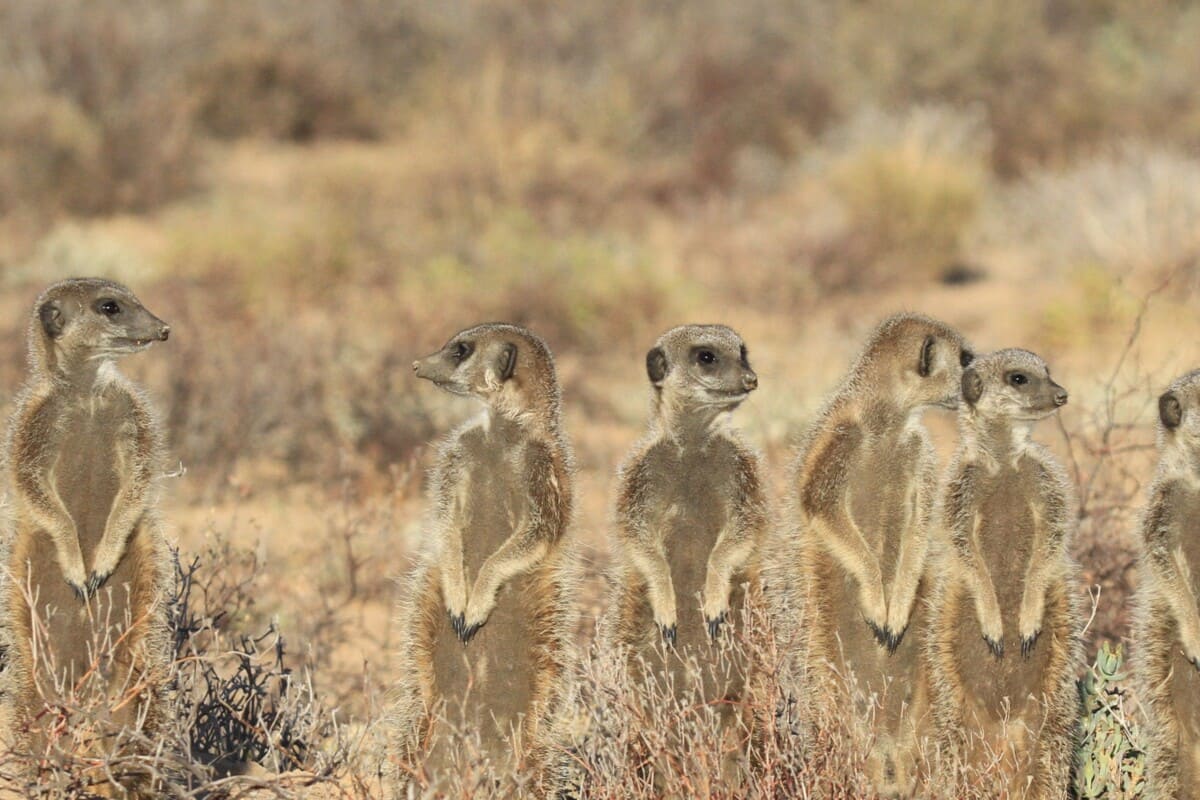 AFRIQUE DU SUD
