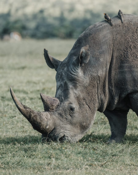 Ol Pejeta Kenya 