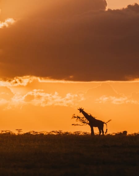 Ol Pejeta Kenya 