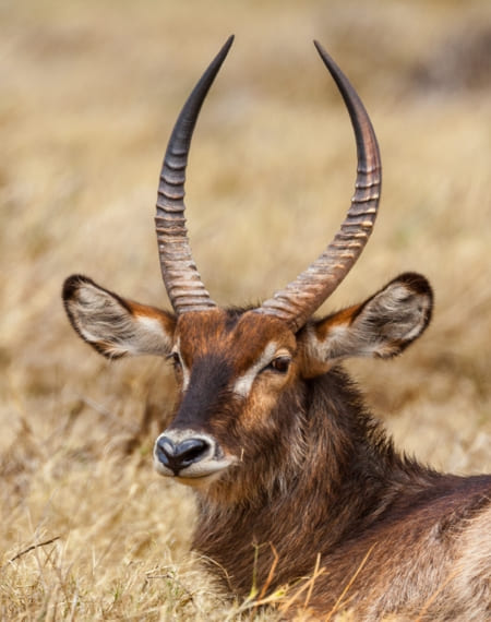 Parc National de Meru 
