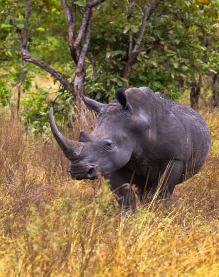 Parc National de Meru 
