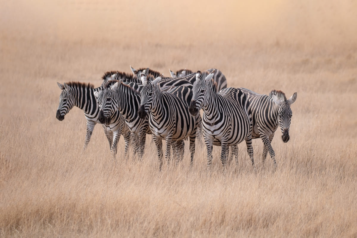 KENYA
