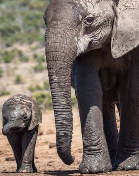 Addo Elephant Park