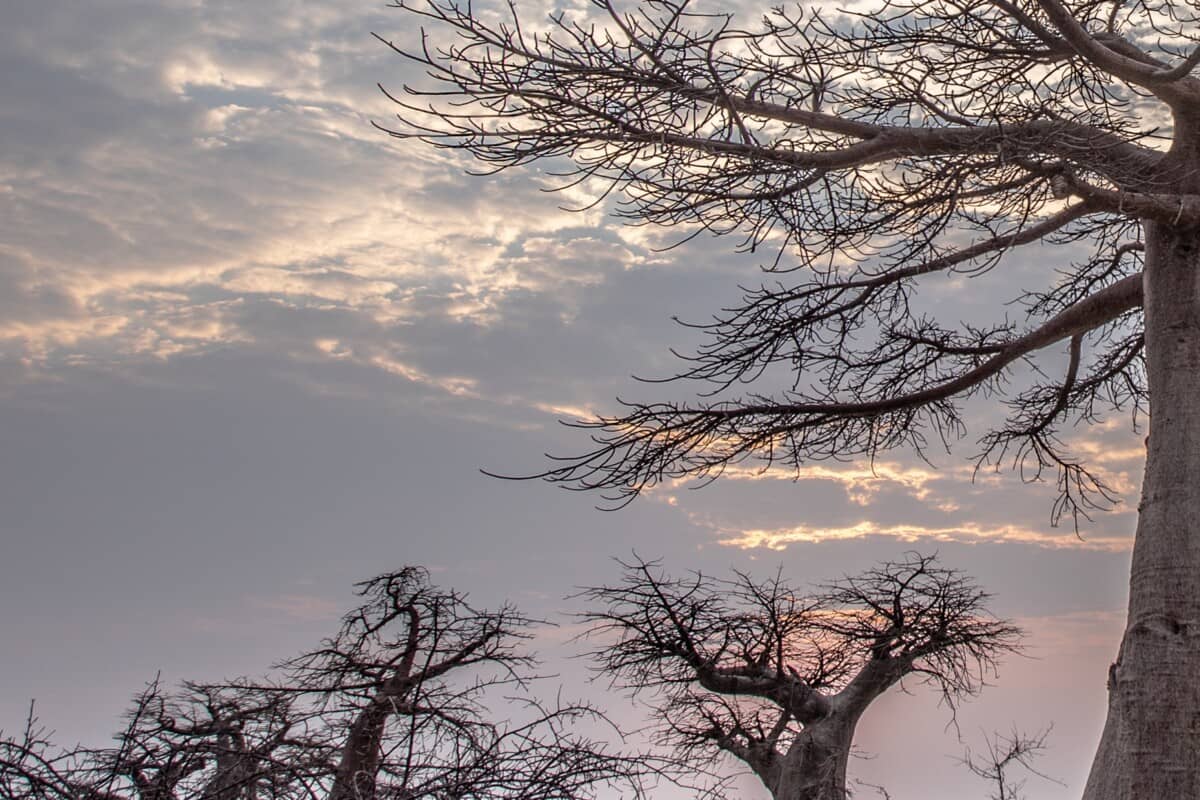 Coups de Cœur au Botswana