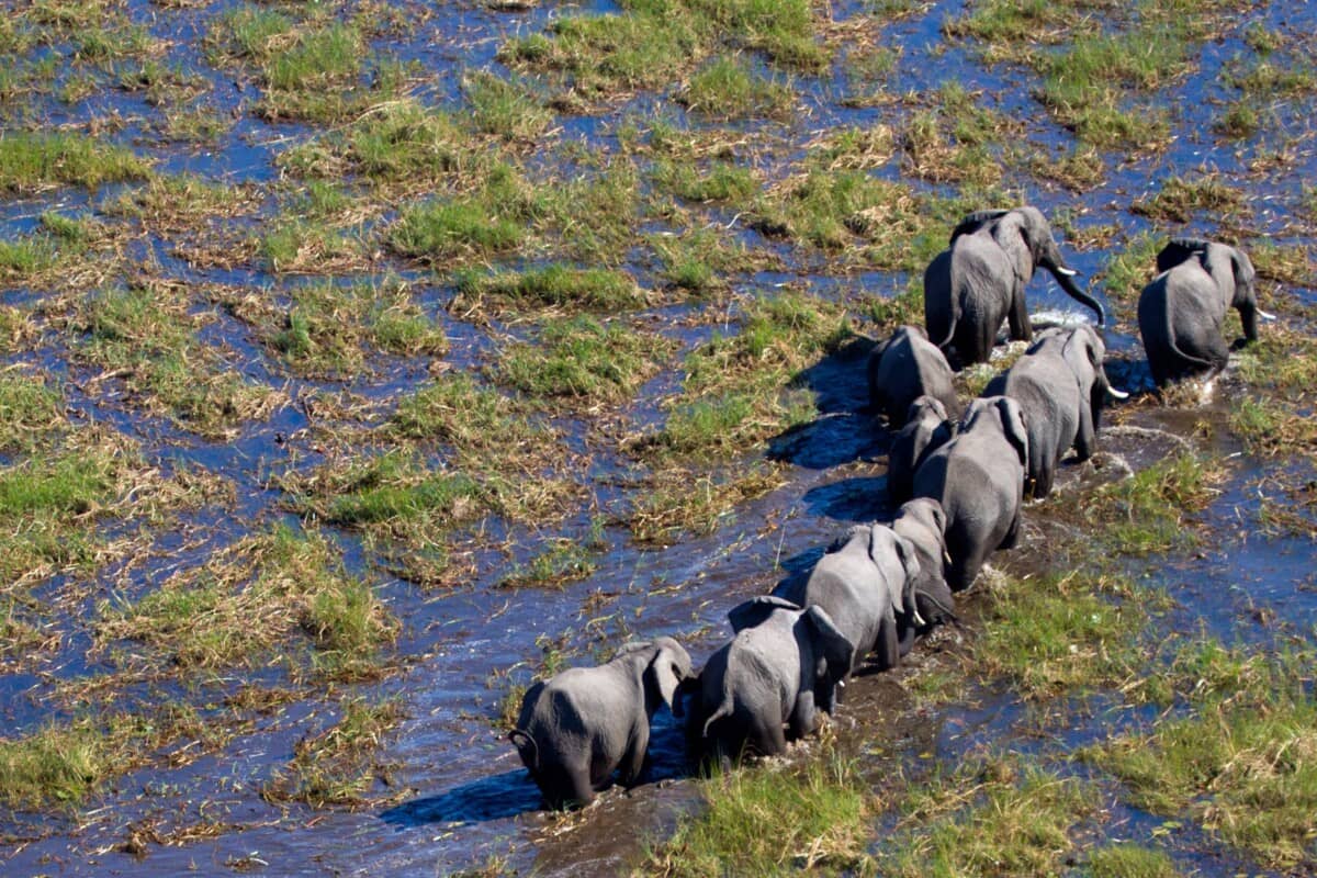 Parcs au Botswana