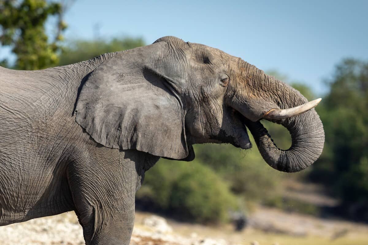 BOTSWANA