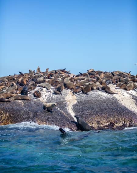 Duiker Island - Seal Island 