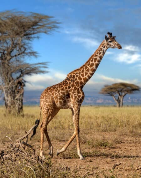 Giraffe Centre Nairobi 