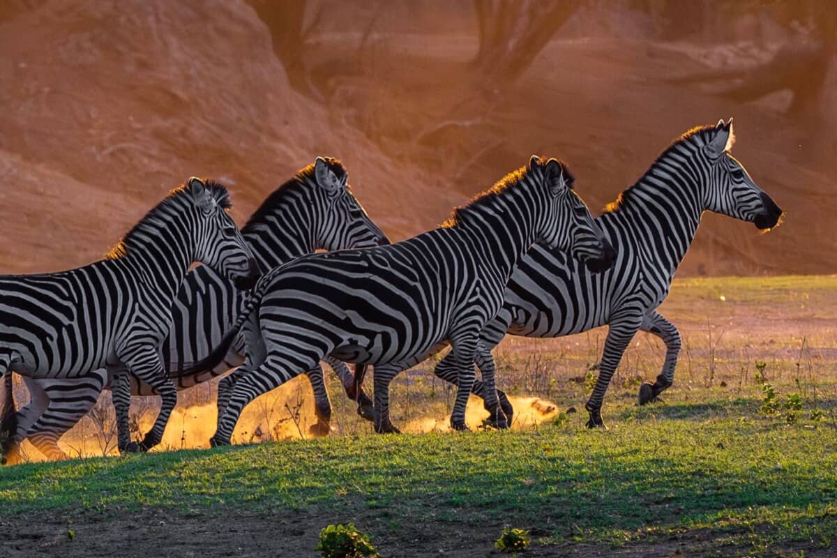 Parcs au Zimbabwe