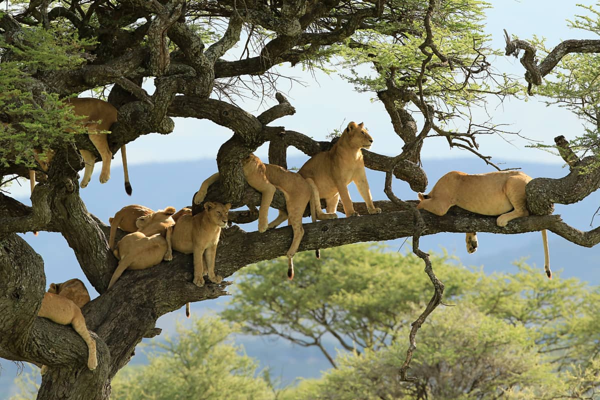 TANZANIE
