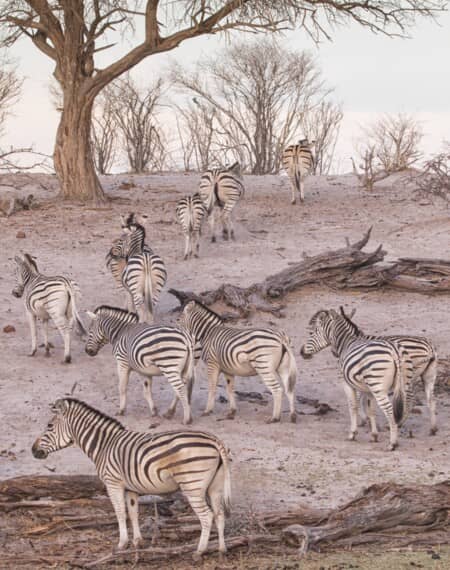 Les pans de Makgadikgadi et de Nxai 