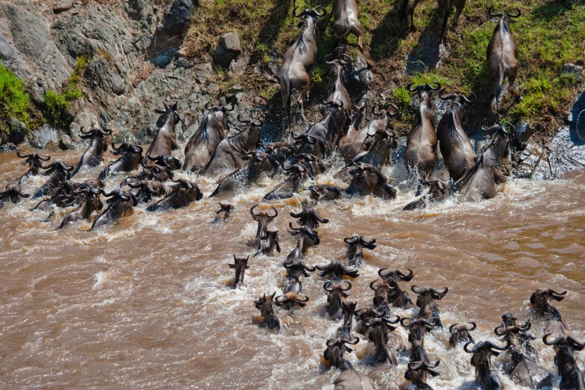Parcs en Tanzanie
