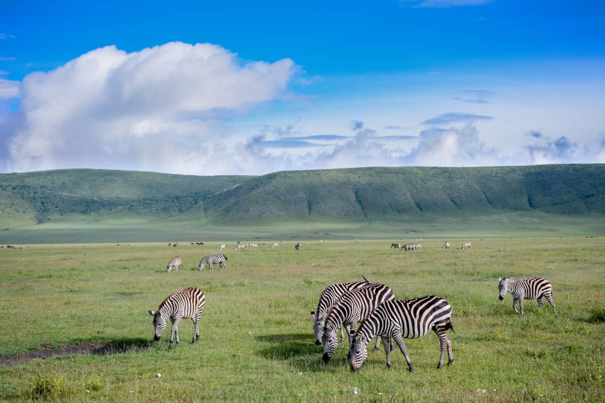Coups de cœur en Tanzanie 