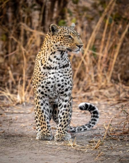 Parc  South Luangwa Zambie